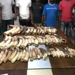 cote-d-ivoire-79-trafiquants-interpelles-avec-plus-de-4-tonnes-d-ecailles-de-pangolins-et-pres-de-800-kg-d-ivoire