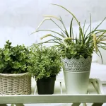 plante-et-bienfaits-voici-4-plantes-a-mettre-dans-votre-chambre-pour-bien-dormir