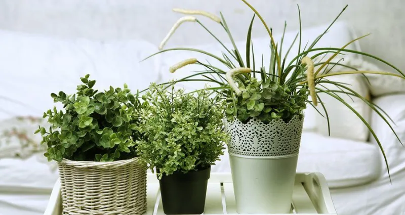 plante-et-bienfaits-voici-4-plantes-a-mettre-dans-votre-chambre-pour-bien-dormir