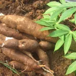 production-du-manioc-la-cooperation-francaise-offre-un-financement-de-11-millions-fcfa-au-femmes-de-guiglo