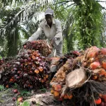 filiere-palmier-a-huile-plus-de-50-milliards-de-fcfa-de-revenus-annuels-percus-par-les-planteurs-ivoiriens