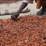 cote-d-ivoire-les-producteurs-de-cacao-empochent-plus-de-2-000-milliards-de-fcfa-en-2022