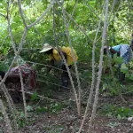 psgouv-une-beneficiaire-de-parcs-a-bois-de-manioc-a-anikro-toumodi-fait-son-chemin