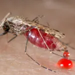 ghana-un-nouveau-vaccin-contre-le-paludisme-obtient-le-feu-vert-des-autorites