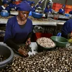 odienne-des-operateurs-satisfaits-du-niveau-du-prix-d-achat-usine-de-l-anacarde