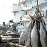 la-peche-desormais-reglementee-d-importantes-mesures-prises-pour-la-preservation-de-la-faune-aquatique