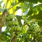 arrah-une-branche-tue-un-chauffeur-de-taxi-moto-dans-une-bananeraie-a-assale-kouassikro