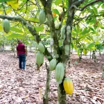 restauration-du-couvert-forestier-le-conseil-cafe-cacao-opte-pour-l-agroforesterie-dans-le-belier