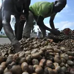 niakara-le-kg-de-cajou-vendu-a-150-fcfa-au-lieu-de-315-fcfa