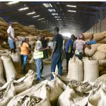 koun-fao-les-operateurs-economiques-inquiets-de-la-mevente-de-la-noix-de-cajou