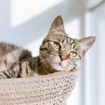 chat-en-appartement-6-astuces-pour-qu-il-ne-soit-pas-malheureux
