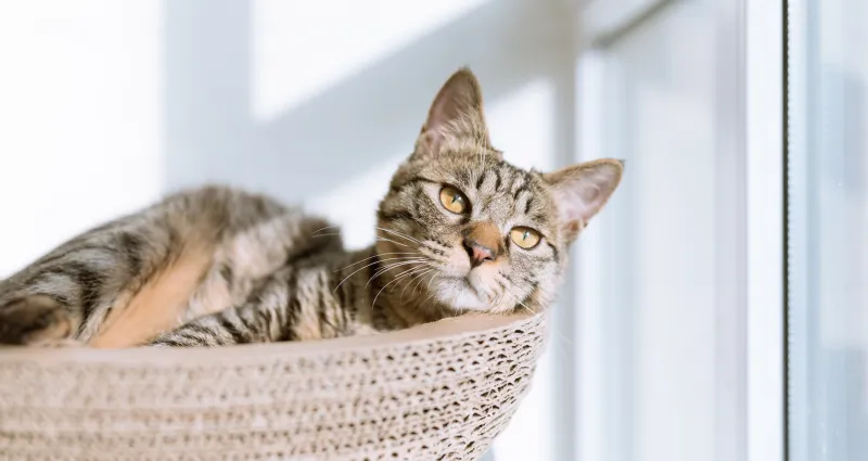 chat-en-appartement-6-astuces-pour-qu-il-ne-soit-pas-malheureux