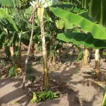 secteur-agricole-20-000-personnes-touchees-par-des-projets-innovants-en-sept-ans-fciad