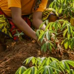 preservation-de-l-environnement-la-fondation-farm-en-cote-d-ivoire-pour-parler-des-sols-forestiers