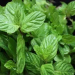 feuilles-de-menthe-4-astuces-beaute-fraiches-avec-de-la-menthe-pour-une-peau-parfaite
