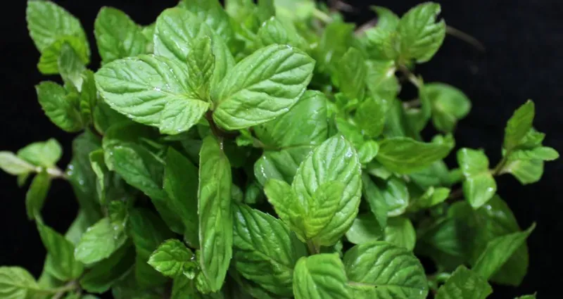 feuilles-de-menthe-4-astuces-beaute-fraiches-avec-de-la-menthe-pour-une-peau-parfaite