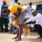cote-d-ivoire-la-campagne-contre-la-rage-lancee-a-koun-fao-au-nord-est-du-pays