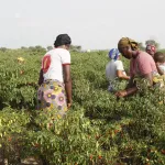 culture-maraicheres-le-pa-psgouv-ameliore-la-vie-de-nombreux-jeunes-des-departements-de-bouake-korhogo-et-ferke