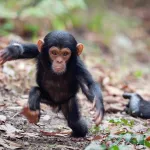 cote-d-ivoire-un-bebe-chimpanze-saisi-dans-une-maison-a-guiglo