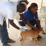 lutte-contre-la-rage-le-mirah-initie-une-campagne-de-vaccination-gratuite-a-man