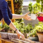 jardin-4-astuces-pour-savoir-si-vos-plantes-ont-besoin-d-eau
