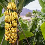 les-acteurs-de-la-filiere-banane-de-dabou-en-alerte-contre-la-maladie-de-la-fusariose-tr4