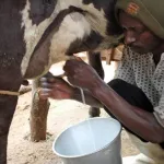 la-cote-d-ivoire-et-la-hollande-s-unissent-pour-un-secteur-laitier-fort-et-structure