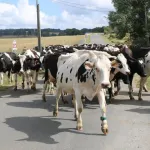 cote-d-ivoire-gonate-un-troupeau-de-boeuf-occasionne-un-accident-de-la-circulation