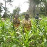 lutte-contre-la-cherte-de-la-vie-les-populations-de-prikro-encouragees-a-la-production-de-mais