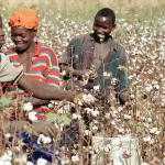 cote-d-ivoire-les-producteurs-de-coton-s-organisent-pour-une-meilleure-campagne-2023-2024