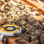 la-high-tech-israelienne-au-secours-des-abeilles