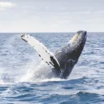 biodiversite-apres-15-ans-de-discussions-le-traite-sur-la-protection-de-la-haute-mer-enfin-adopte-a-l-onu