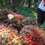 cote-d-ivoire-l-exportation-illegale-de-l-huile-de-palme-menace-de-nombreux-emplois