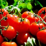 alimentation-astuce-pour-bien-nettoyer-les-tomates-pour-retirer-les-pesticides