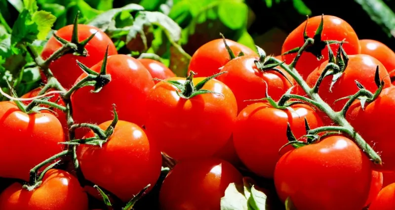 alimentation-astuce-pour-bien-nettoyer-les-tomates-pour-retirer-les-pesticides