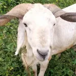 fete-de-tabaski-ces-jeunes-qui-s-occupent-de-faire-brouter-les-moutons-l-ambiance-des-preparatifs-a-abidjan