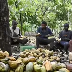 reglement-europeen-sur-la-deforestation-rdue-l-ue-sensibilise-les-acteurs-du-secteur-du-cacao-ivoirien