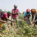 autonomisation-des-jeunes-et-securite-alimentaire-le-psgouv2-obtient-des-resultats-satisfaisants