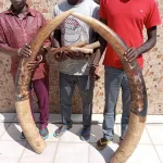 yamoussoukro-trois-presumes-trafiquants-d-ivoires-d-elephants-interpelles-avec-6-defenses-d-elephants