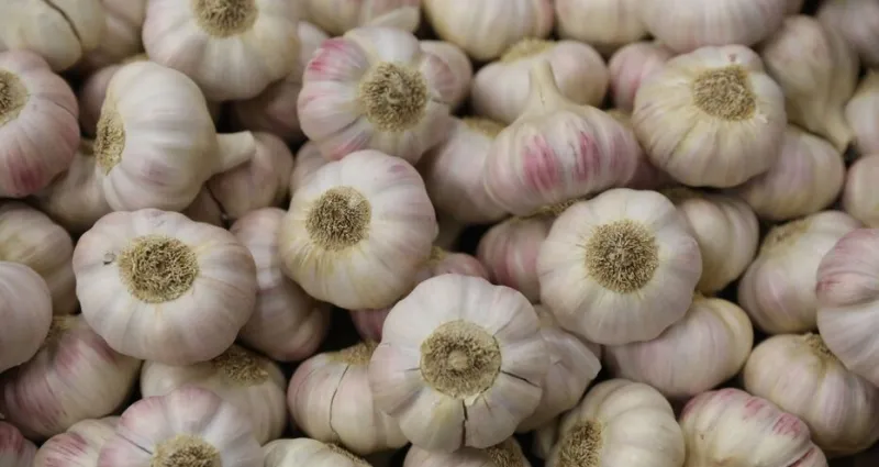 l-ail-astuces-pour-le-cuisiner-pour-conserver-ses-vertus-pour-la-sante