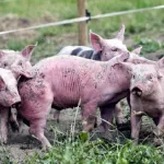 alerte-a-la-peste-porcine-africaine-en-cote-d-ivoire-un-foyer-decouvert-a-soubre