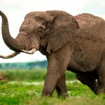 fete-de-l-independance-la-raison-pour-laquelle-l-elephant-est-la-figure-emblematique-de-la-cote-d-ivoire