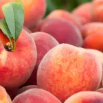peches-et-nectarines-toutes-les-astuces-pour-les-garder-plus-longtemps