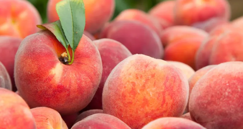 peches-et-nectarines-toutes-les-astuces-pour-les-garder-plus-longtemps
