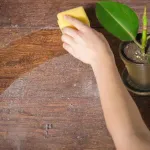 jardin-decouvrez-4-plantes-pour-combattre-la-poussiere-et-nettoyer-l-air