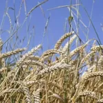 economie-le-changement-climatique-accentue-l-inflation-mondiale