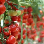 tomates-5-legumes-qu-il-ne-faut-jamais-planter-a-cote