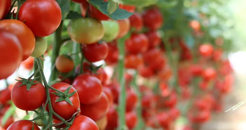 tomates-5-legumes-qu-il-ne-faut-jamais-planter-a-cote