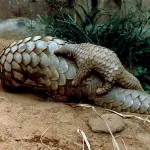 cote-d-ivoire-la-difficile-lutte-pour-la-preservation-des-pangolins