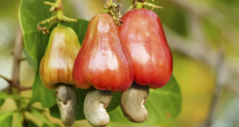 nutrition-valeurs-nutritionnelles-et-caloriques-de-la-noix-de-cajou